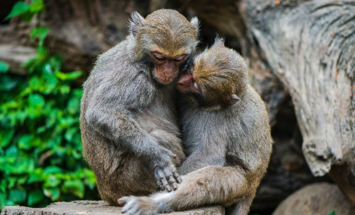 ZOO - Zoological Garden